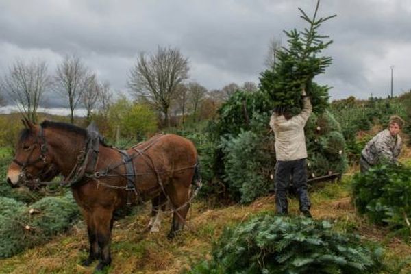 Des employés de chez Floval transportent des sapins de Noël à l'aide de chevaux, le 19 novembre 2015