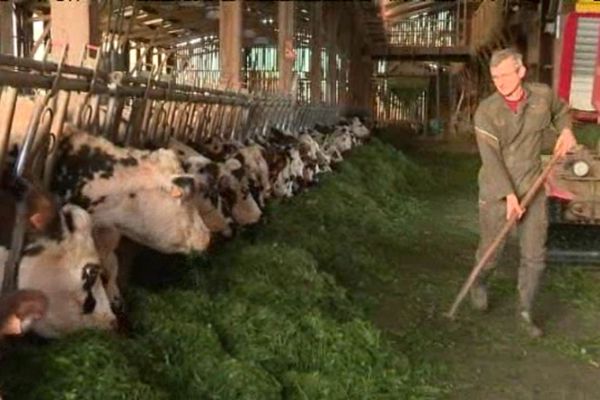 Le plus important dans la préparation du camembert, c'est ce que mange les vaches, selon Patrick.