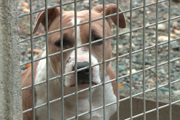 Un salarié et une vétérinaire d'un refuge pour animaux à Toulouse sont poursuivis pour maltraitance animale.