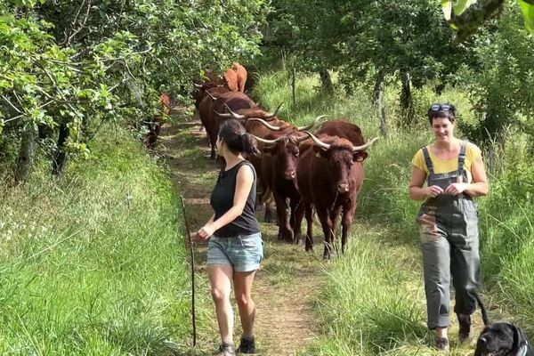 A la Ferme de la Rauze dans le Lot, les vaches côtoient les cochons et les légumes poussent sous les serres.