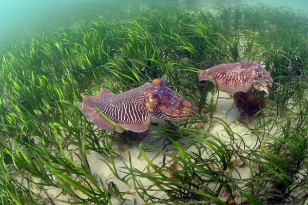 Seiches dans un herbier à Morgat