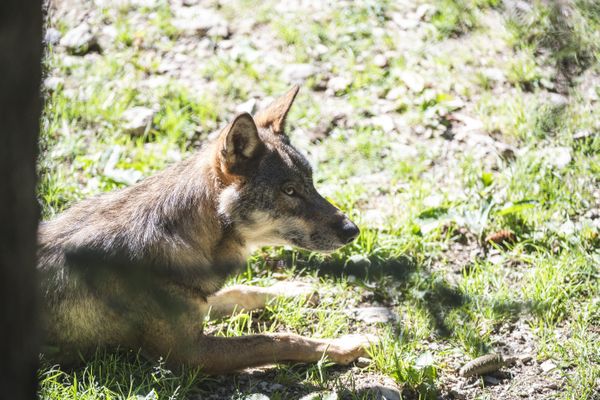 Le Plan loup 2024-2029 prévoit une simplification des tirs de régulation du loup pour répondre aux prédations sur les troupeaux. (Illustration)