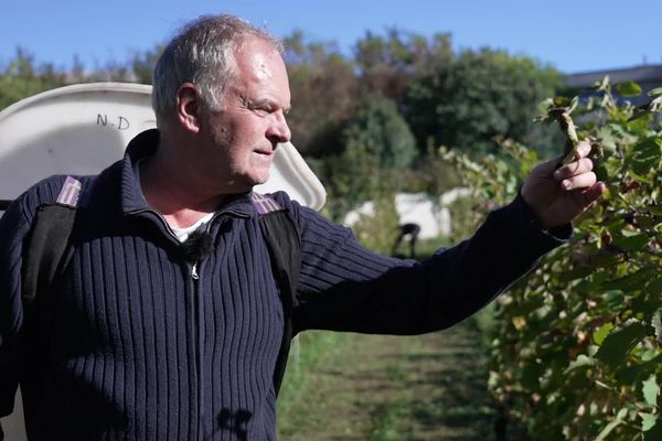 Le réalisateur Christian Carion, à l'heure des vendanges sur sa parcelle de Syrah à Caluire. Changé en vigneron, il en est à sa troisième vendange de "Plein Soleil".  
29/9/24