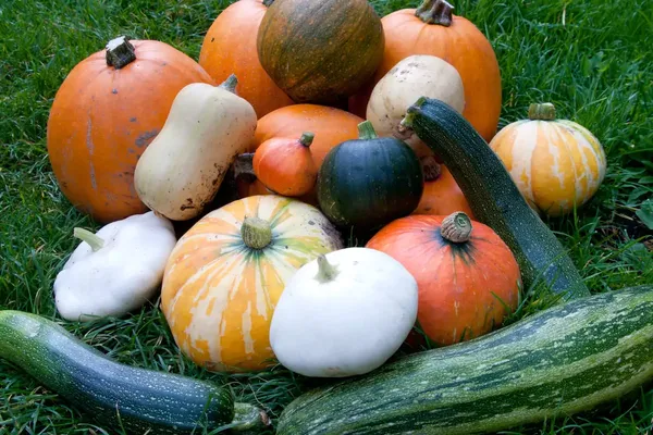 Un éventail des différentes variétés de courges