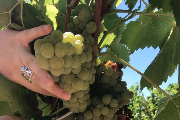 Le coup d'envoi des vendanges a été donné le jeudi 6 août 2020 en Ardèche avec la première récolte du Muscaris, un nouveau cépage dans le département.