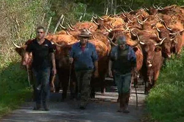 35 kilomètres de marche, la transhumance à pieds est devenue une tradition dans la famille Durif.