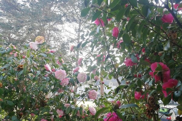 Camélias au petit matin