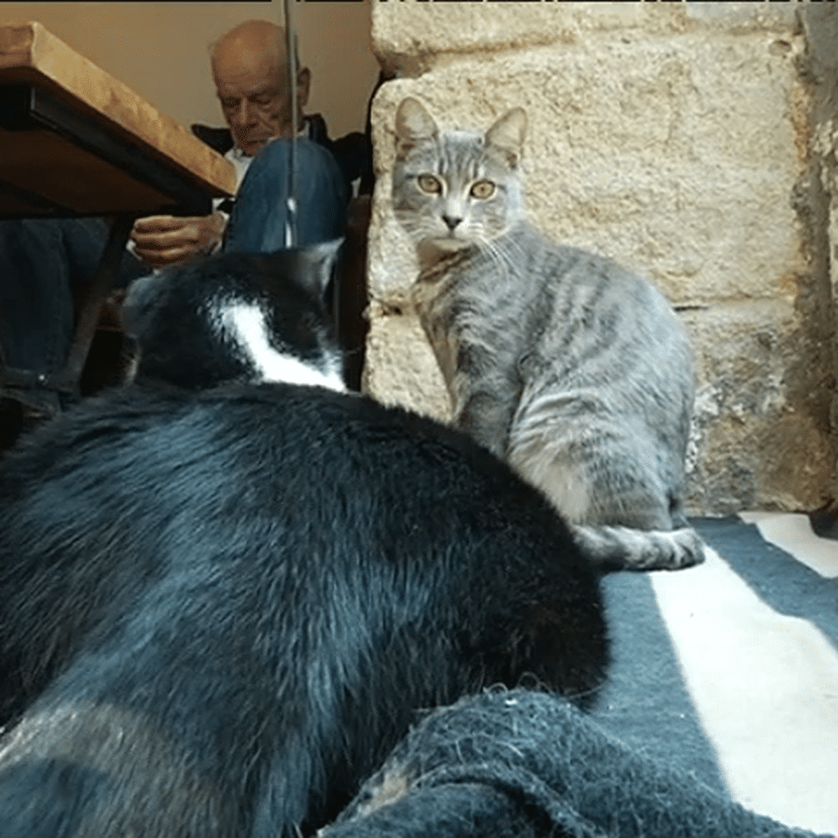 Video Nantes Le Premier Bar A Chats Vient D Ouvrir