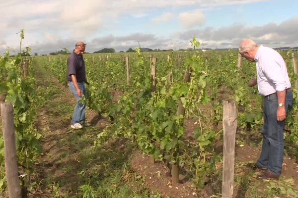 Au Château Petit Moulinet, on estime qu'une centaine d'hectares a été touché par la grêle dans la nuit de 18 au 19 juin sur l'appellation Pomerol.