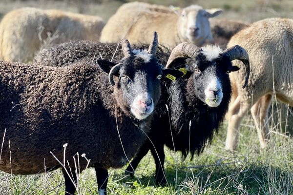 Cinq moutons ont été retrouvés morts dans le parc animalier de Lussas en Ardèche dont 3 abattus par balle. Pour l’heure, le ou les auteurs ne sont pas identifiés.