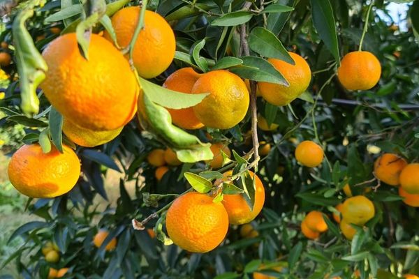 Des producteurs ont offert, jeudi, trois tonnes de clémentines aux hôpitaux d'Ajaccio, Bastia et Corte. 