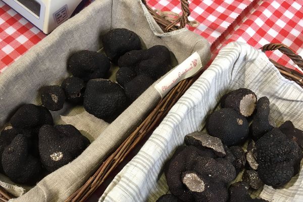 8 kilos de truffes ce matin à Jarnac