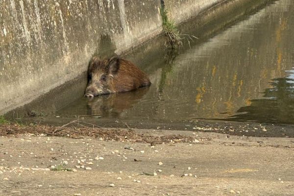 Quatre sangliers ont été sauvés de la noyade dans le Gard, dimanche 18 mars.