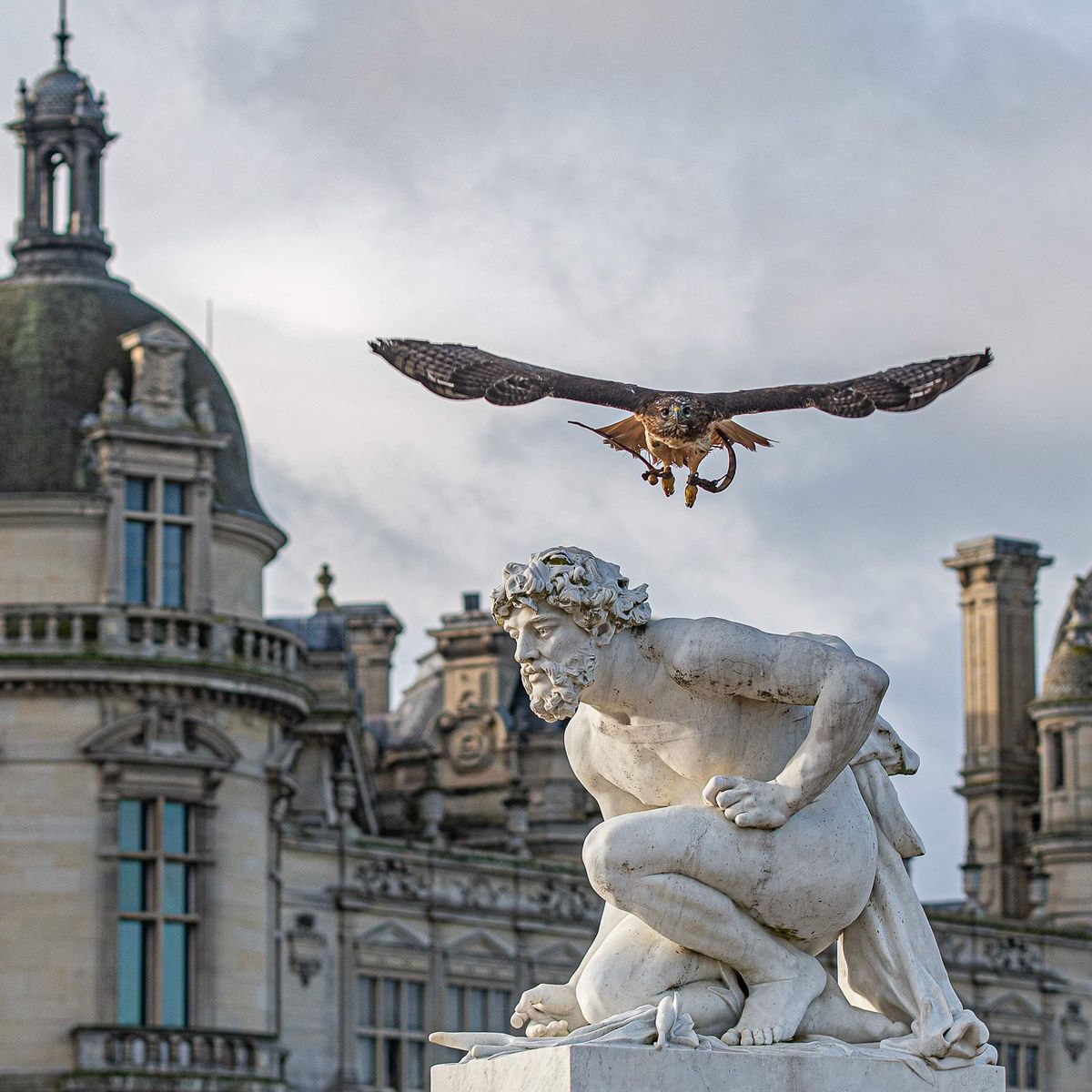 Faire fuir les pigeons : 13 solutions naturelles et efficaces