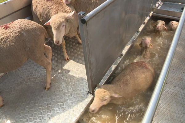 Une baignoire itinérante permet de traiter les brebis atteintes de la gale dans les Alpes.