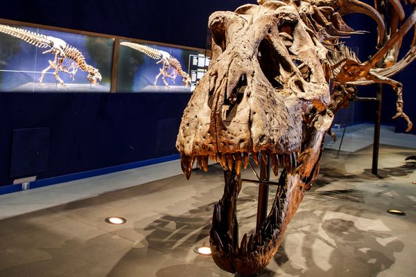 L'exposition qui permet de voir Trix, la T-Rex géante, est prolongée jusqu'aux vacances de la Toussaint.