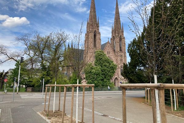 Parmi les nouveaux arbres, une quarantaine ont été plantés sur le quai Koch.