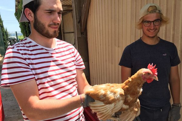 Les poules du domaine de Malakoff à Châteauneuf-sur-charente vont connaître une deuxième vie.