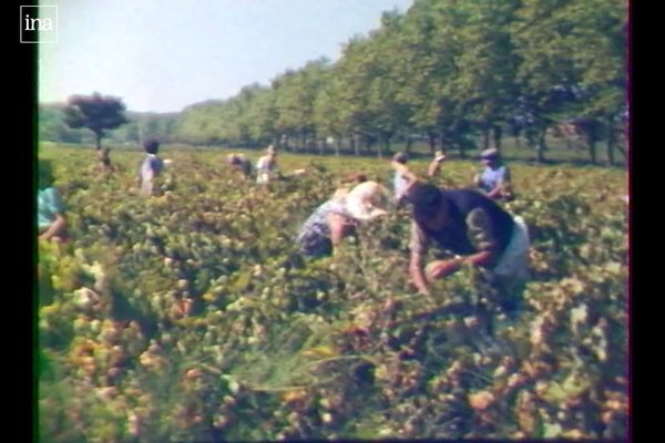 Les vendanges dans l'Hérault, dans les années 70 - archives.