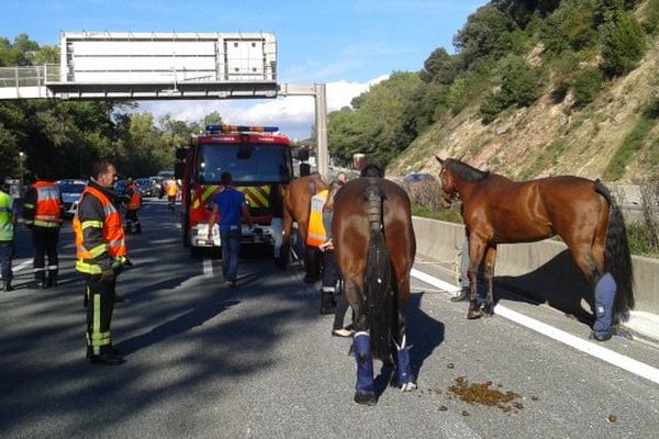 Un vétérinaire est intervenu sur l'A8 pour prendre en charge deux des chevaux, souffrant de plaies et de fractures aux membres. 