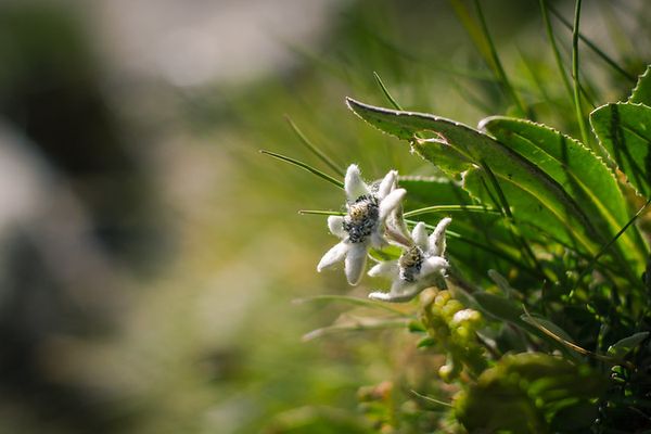 Edelweiss