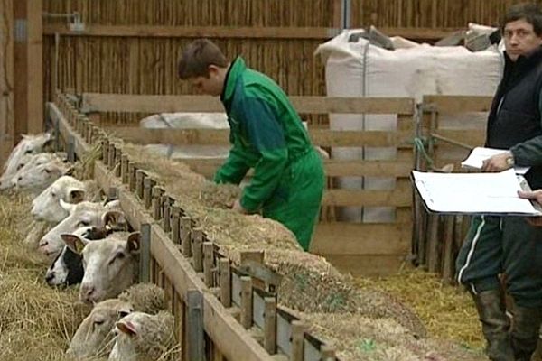 Charolles accueille les Ovinpiades des jeunes bergers qui ont pour but de susciter de nouvelles vocations auprès des élèves des lycées agricoles.