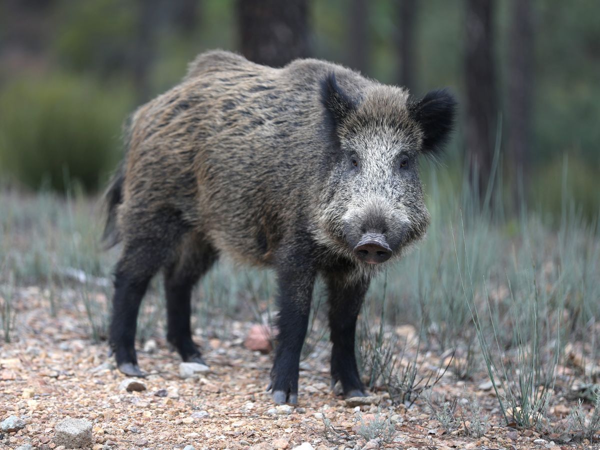 Un chasseur bless par un sanglier Linguizetta