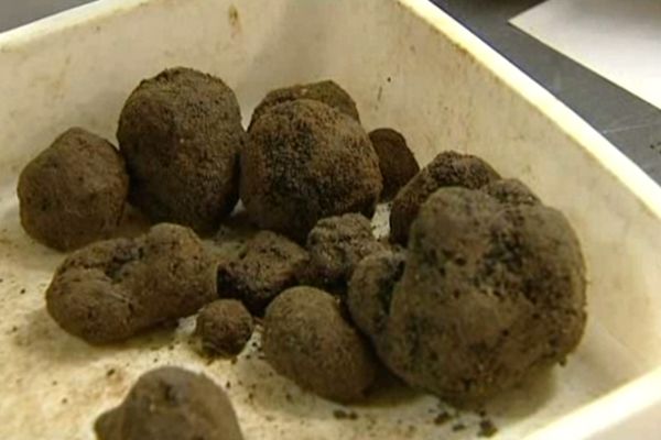 Truffes récoltées à Uzès