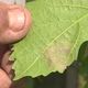 Le mildiou, caractérisée par des taches brunes sur les feuilles de vigne.