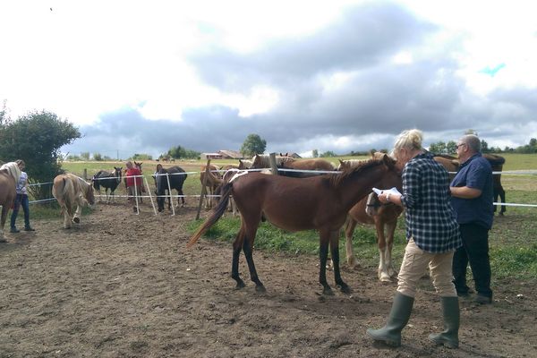 Les chevaux seront ensuite recueillis dans des associations