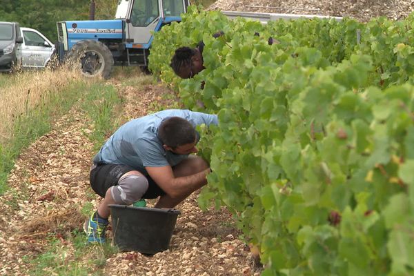 Dans les vignobles d'Irancy, six détenus vendangent avec les autres saisonniers.