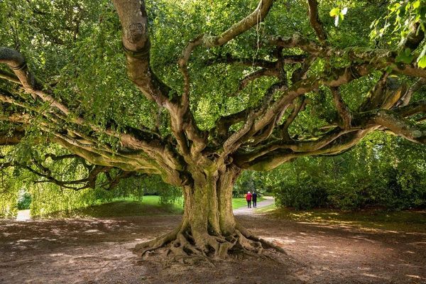 Le hêtre pleureur du jardin botanique de Bayeux est en lice pour le concours de l'arbre européen de l'année 2024.