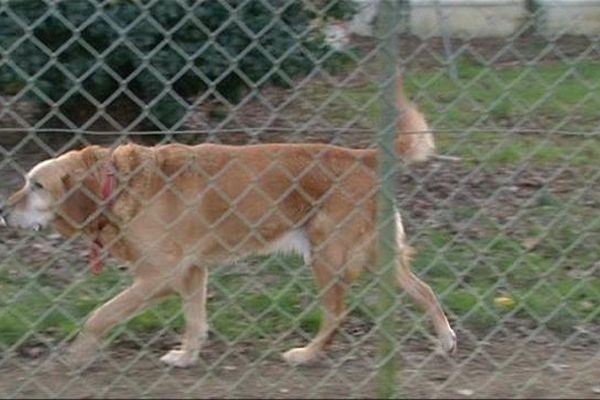 Les animaux sont abandonnés tout au long de l'année, une affluence qui sature les refuges de l'Yonne