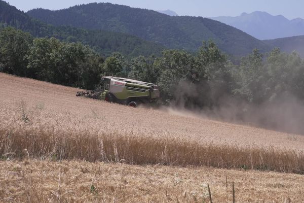 Dans le Trièves, les céréaliers poursuivent leurs moissons mais restent très inquiets pour la récolte.