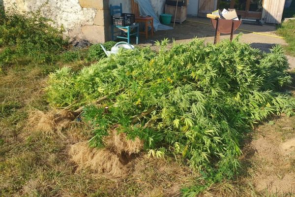 Lundi 14 septembre, 7 pieds de cannabis ont été saisis dans le jardin d'un habitant de Thenueille dans l'Allier.