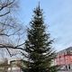 Un sapin de Noël sans décorations dans un quartier de Strasbourg