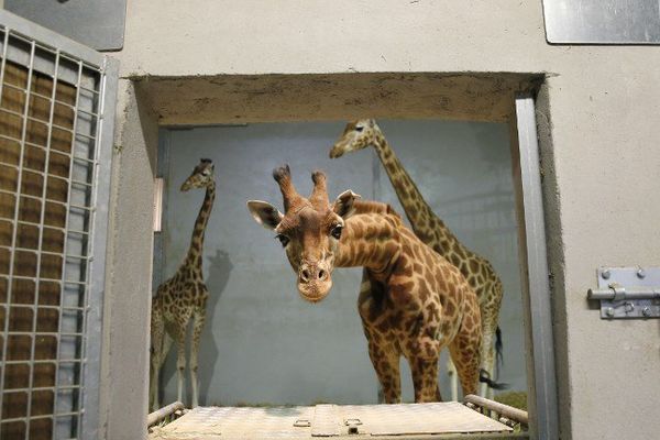 La principale difficulté pour les soigneurs de troupeaux captifs de girafes est encore de les divertir. 