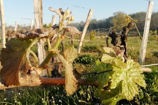 Le gel a touché de nombreuses jeunes pousses de la vigne en ce début avril