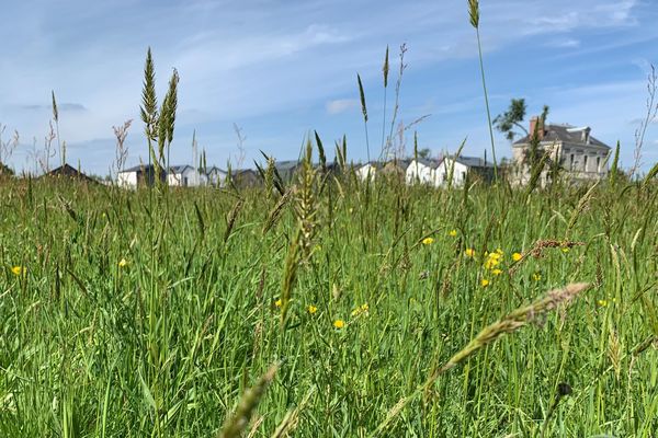 Les pollen de graminées provoquent chaque année de nombreuses allergies.