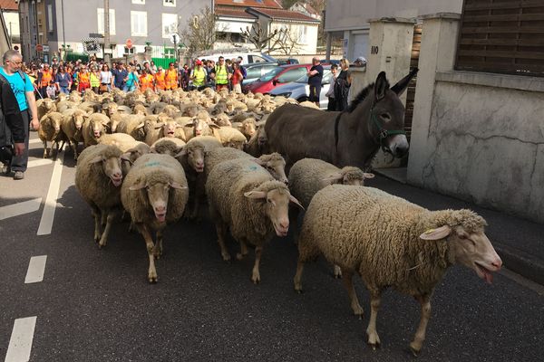 120 brebis ont traversé Malzéville (Meurthe-et-Moselle), dimanche 8 avril 2018, pour la 10e transhumance vers le plateau.