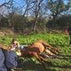 Un cheval tombé dans un fossé a été secourru par les pompiers de Haute-Garonne.