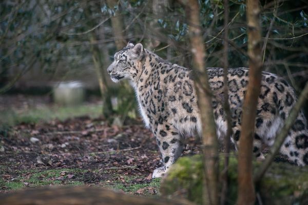 La panthère des neiges Him, emblème du zoo de Jurques est morte de maladie.