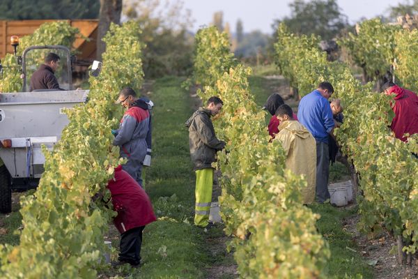 MaxPPP - Les vendanges par des travailleurs étrangers (photo d'illustration).