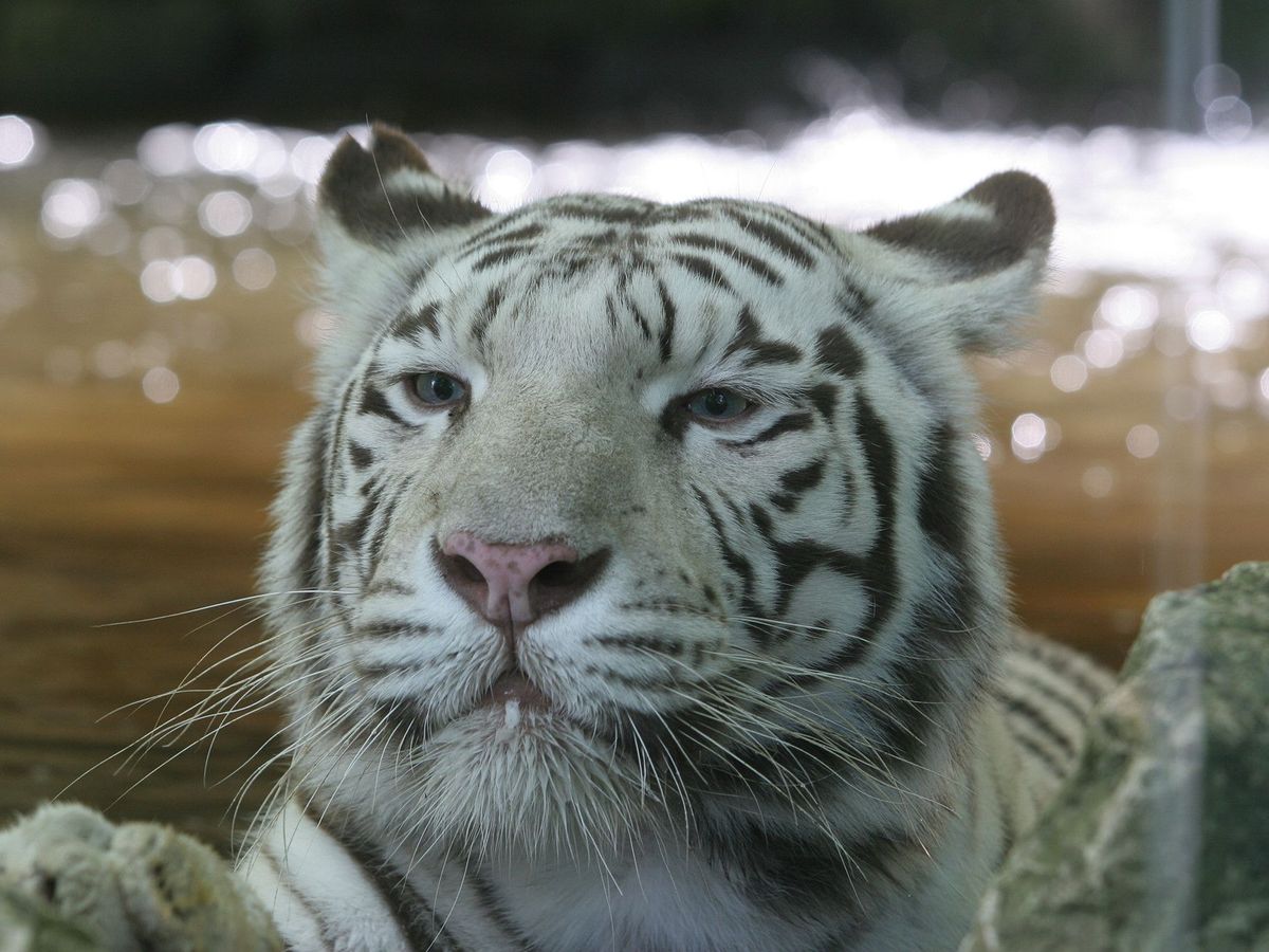 Le Tigre Blanc Sherkan Un Des Plus Vieux Felins Du Zoo De Beauval Est Mort