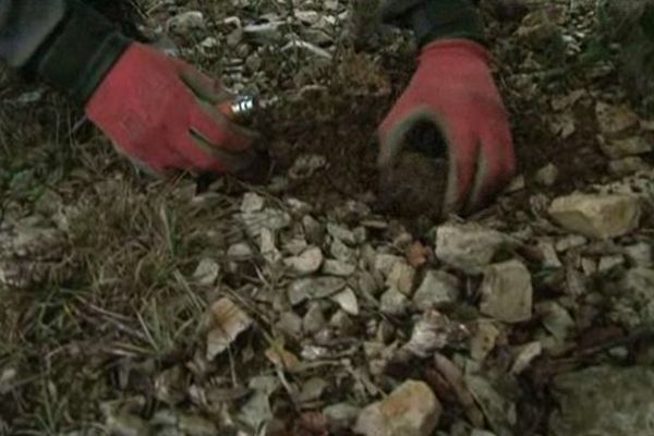 Quelques truffes sont déjà à maturité