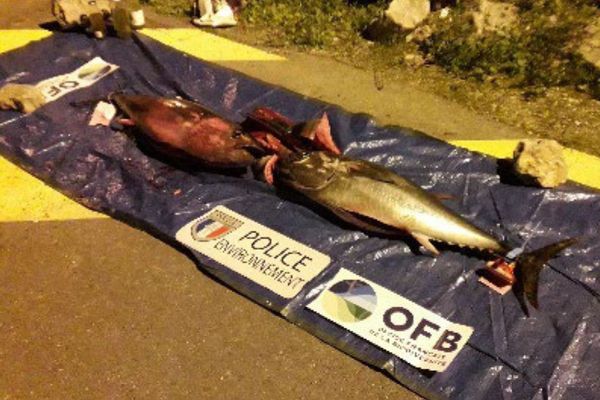 Saisies de thons rouges dans l'Aude.