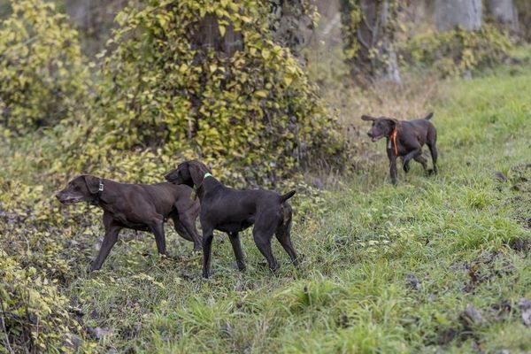 Ces chiens d'arrêt s'immobilisent en présence de petit gibier, ce qui permet au chasseur de tirer.   