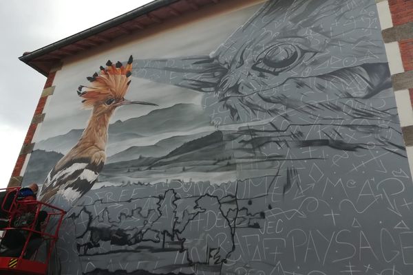 Une huppe fasciée a fait son apparition sur le mur du village de Cayres, en Haute-Loire.