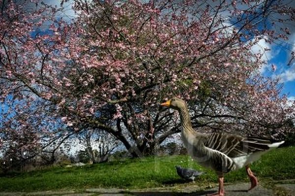 Situé sur les berges du Rhône, en plein cœur de Lyon, ses 117 hectares, font du Parc de la Tête d'Or, le plus grand parc urbain de France.