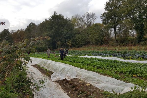 Perrine et Adrien pratiquent le maraîchage avec traction animale.